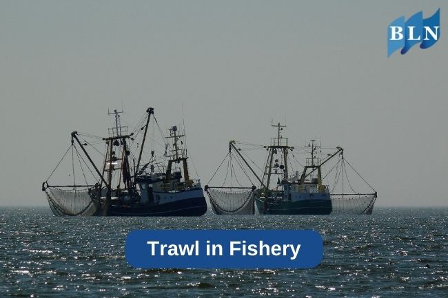Trawl in Fishery